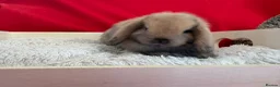 Mini Lop rabbits for sale: Gorgeous mini lops for sale  - Advert 1