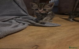 Scottish Fold cats for sale: Scottish straight cross  - Image 7