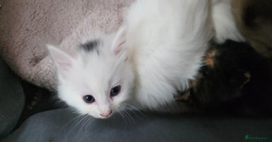 Ragdoll cats - Advert 3