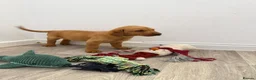 Labrador Retriever dogs for sale: Labrador puppies from a loving family home. - Advert 19