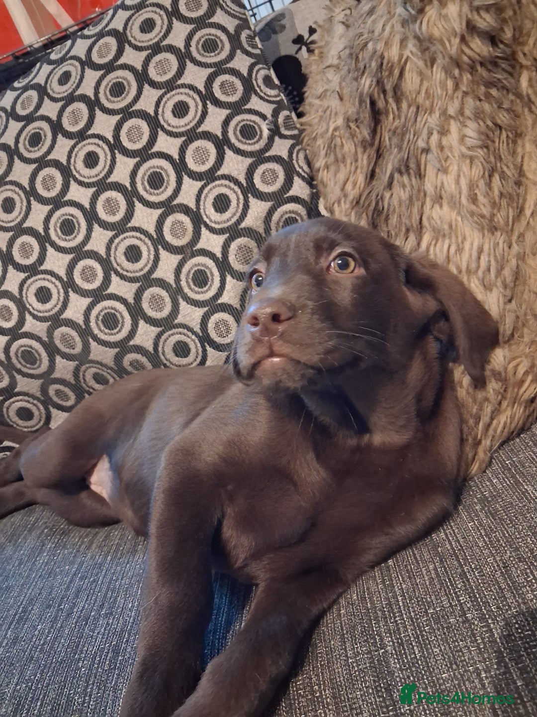 Labrador Retriever dogs for sale: ***chocolate labrador puppy*** - Advert 3
