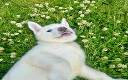 Akita dogs for sale: 2 Akita puppies 1 female 1 male  - Image 17