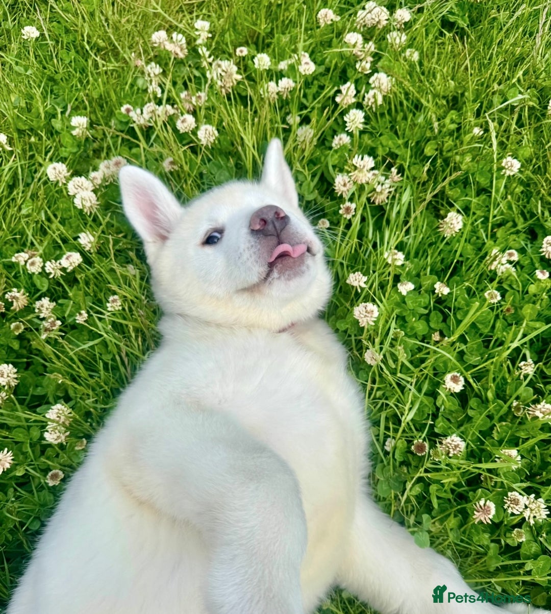 Akita dogs for sale: 2 Akita puppies 1 female 1 male  - Image 17