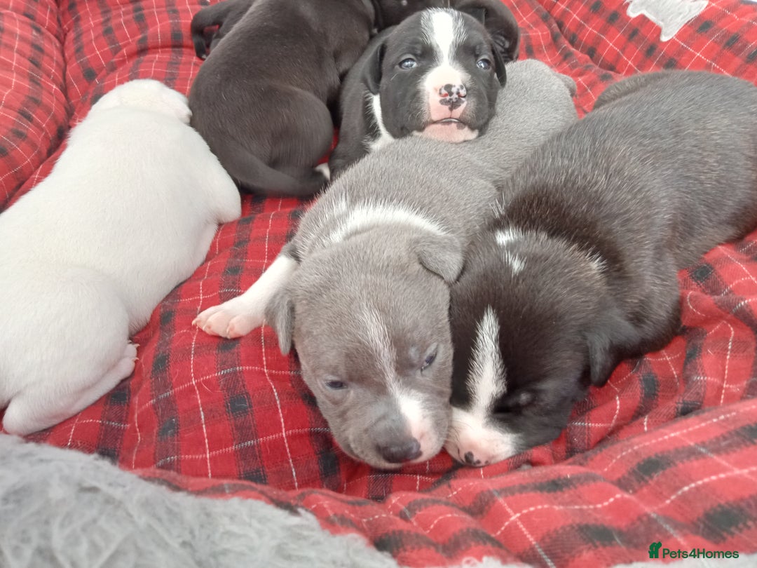 Staffordshire Bull Terrier dogs for sale: ‼️ReadyForCollection‼️Blue Staffie Puppies  in Tipton - Image 10