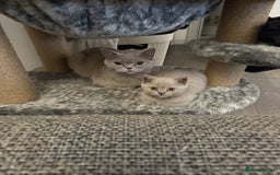 British Shorthair cats for sale: Adorable British Shorthair Female🐱😍💞✨ - Image 4