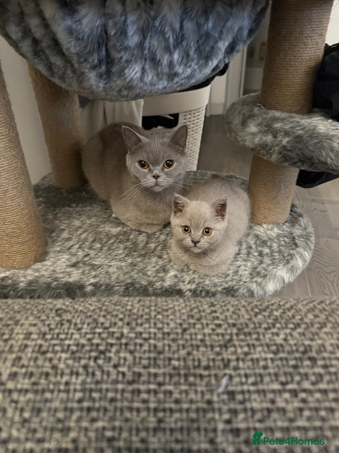 British Shorthair cats for sale: Adorable British Shorthair Female🐱😍💞✨ - Image 4