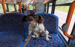 English Springer Spaniel dogs for sale: Coco springer spaniel - Image 3