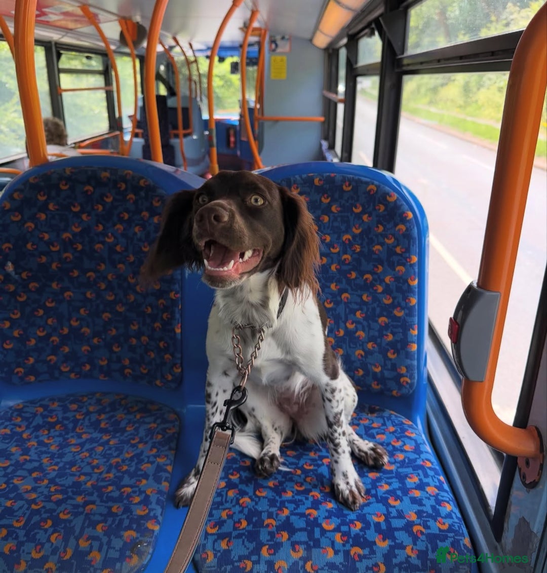 English Springer Spaniel dogs for sale: Coco springer spaniel - Image 3