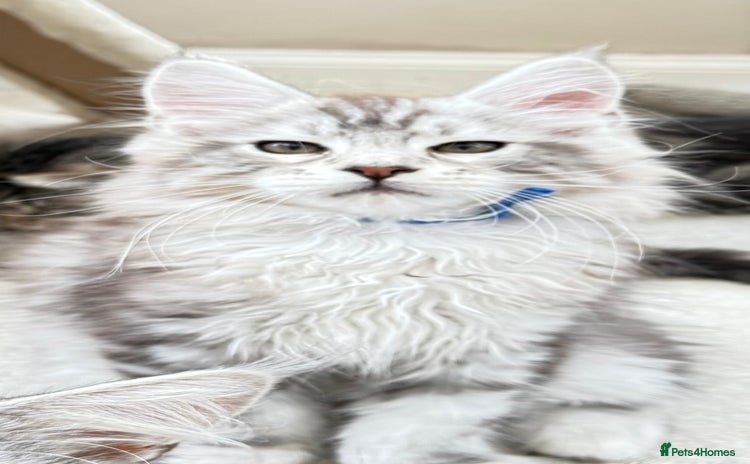 Maine Coon cats - Advert 6