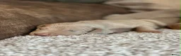Weimaraner dogs for sale: KC Registered silver Weimaraner puppies in Mold - Advert 5