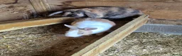 Mixed Breed rabbits for sale: Rabbits - Advert 11