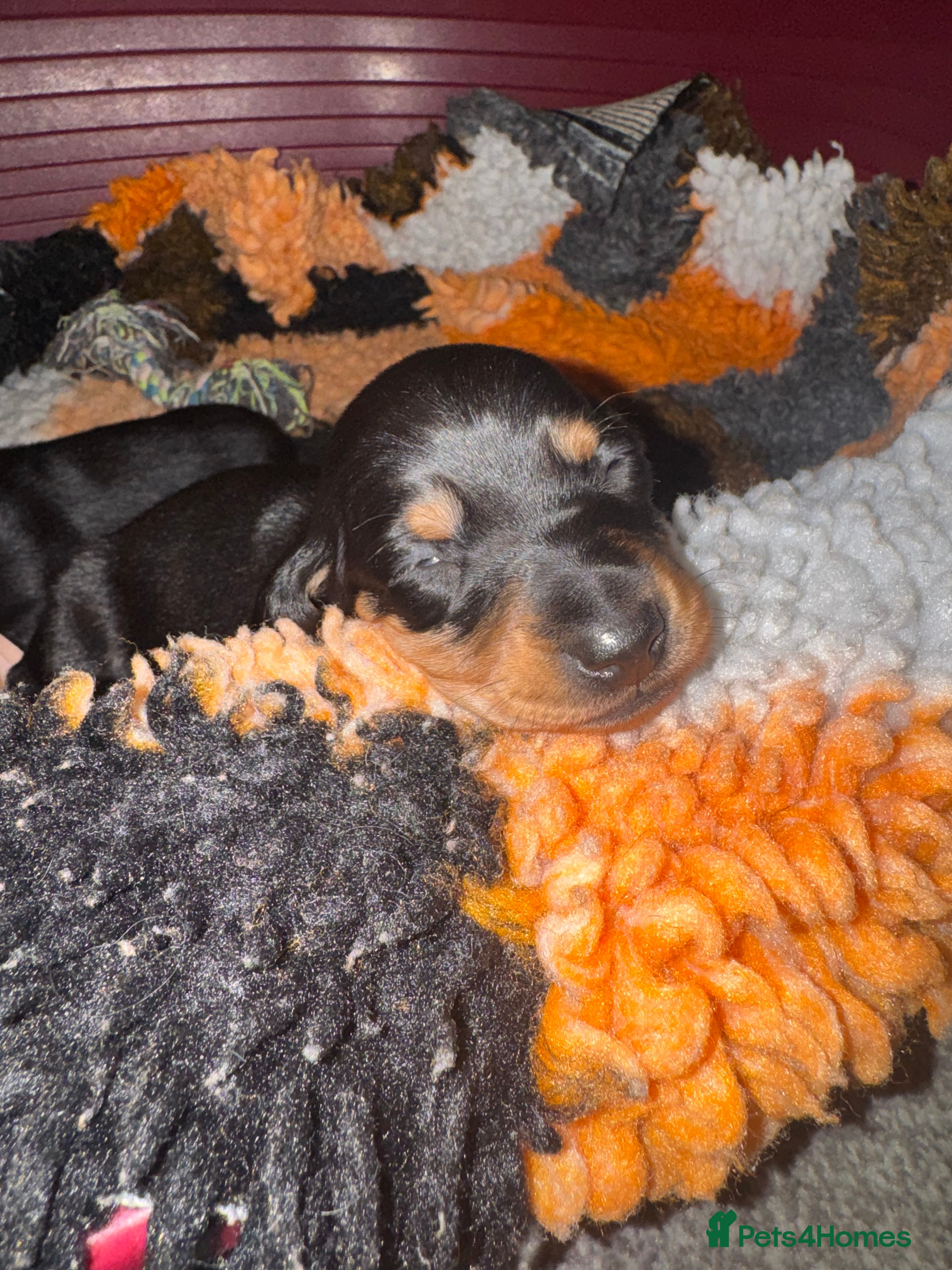 Miniature Dachshund dogs Last Black and tan miniature girl available  - Advert 15