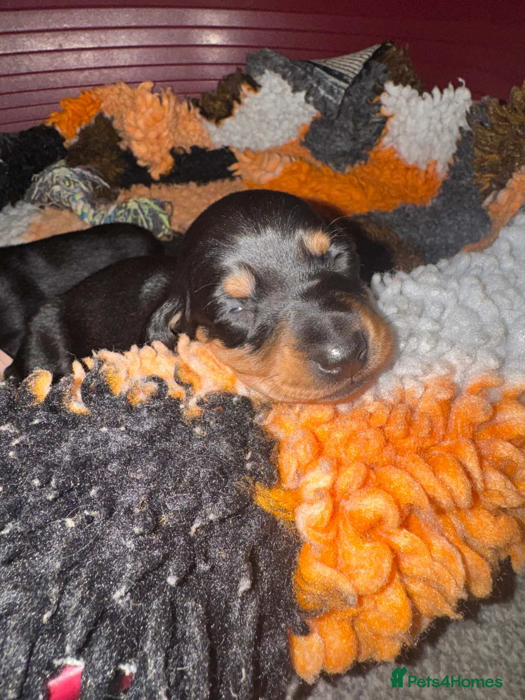 Miniature Dachshund dogs for sale: Last Black and tan miniature girl available  - Advert 1