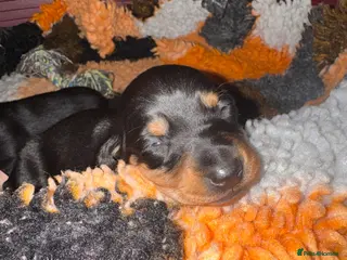 Miniature Dachshund dogs Last Black and tan miniature girl available - Advert 15