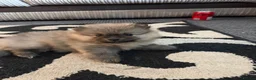 Pomeranian dogs for sale: Pomeranian puppies - Advert 4