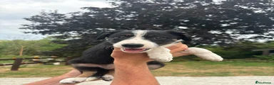 Border Collie 7 lime green collar