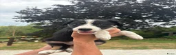 Border Collie dogs for sale: Working tri coloured collie pups - Advert 9