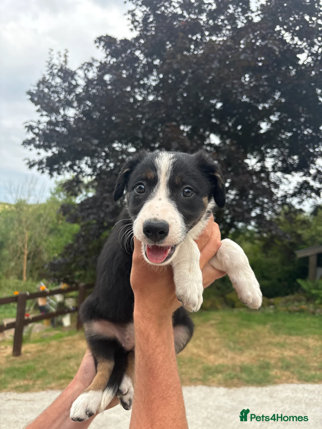 Border Collie dogs for sale: Working tri coloured collie pups - Advert 9
