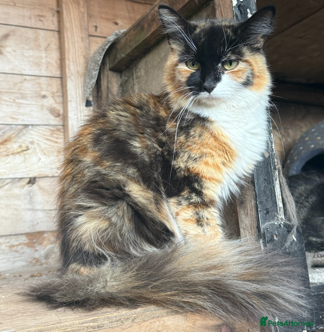Ragdoll cats for sale: Meet Gizmo: Stunning Ragdoll Ready for Rehoming  - Image 2