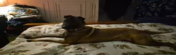 Mixed Breed dogs for sale: Luna  - Advert 5