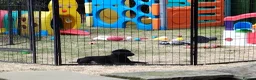Labrador Retriever dogs for sale: Labrador pups KC extensively health tested parents - Advert 7