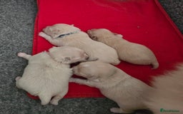 Maltese dogs for stud: Maltese kc health tested boy for Stud  - Image 6