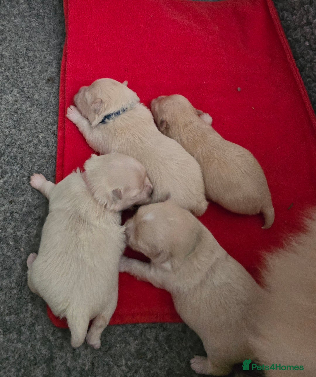 Maltese dogs for stud: Maltese kc health tested boy for Stud  - Image 6