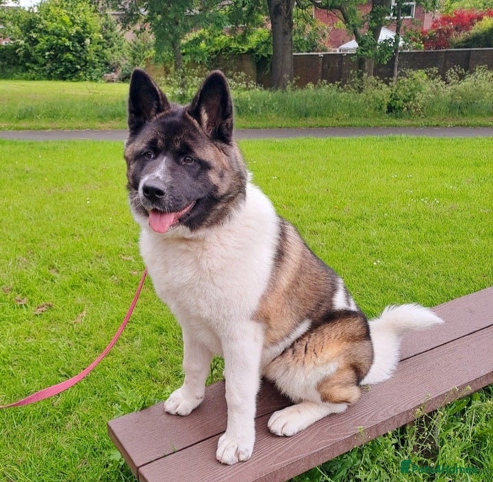 Akita dogs Rehoming Our Beautiful Biscuit - Advert 16