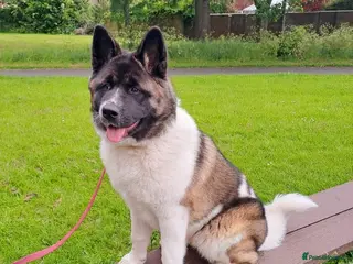 Akita dogs Rehoming Our Beautiful Biscuit - Advert 16