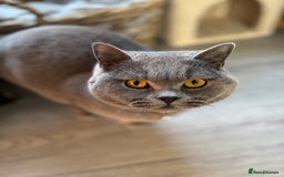 British Shorthair cats for sale: Male Blue British Short Hair - Image 4