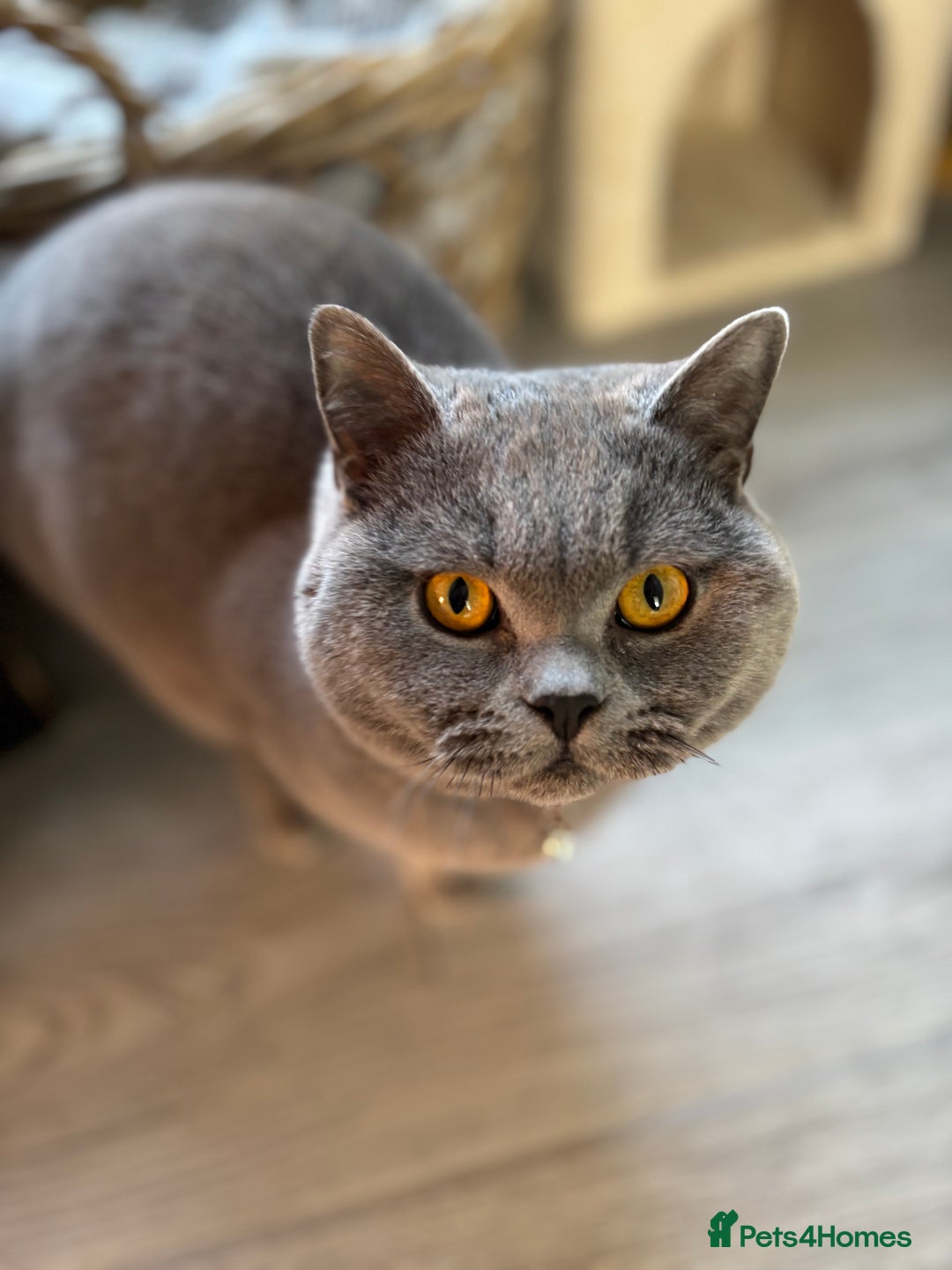 British Shorthair cats for sale: Male Blue British Short Hair - Image 4