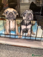 French Bulldog dogs - Advert 6