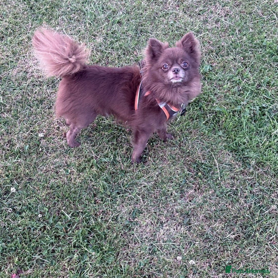 Chihuahua dogs for stud: Oscar for stud  in Warrington - Image 12