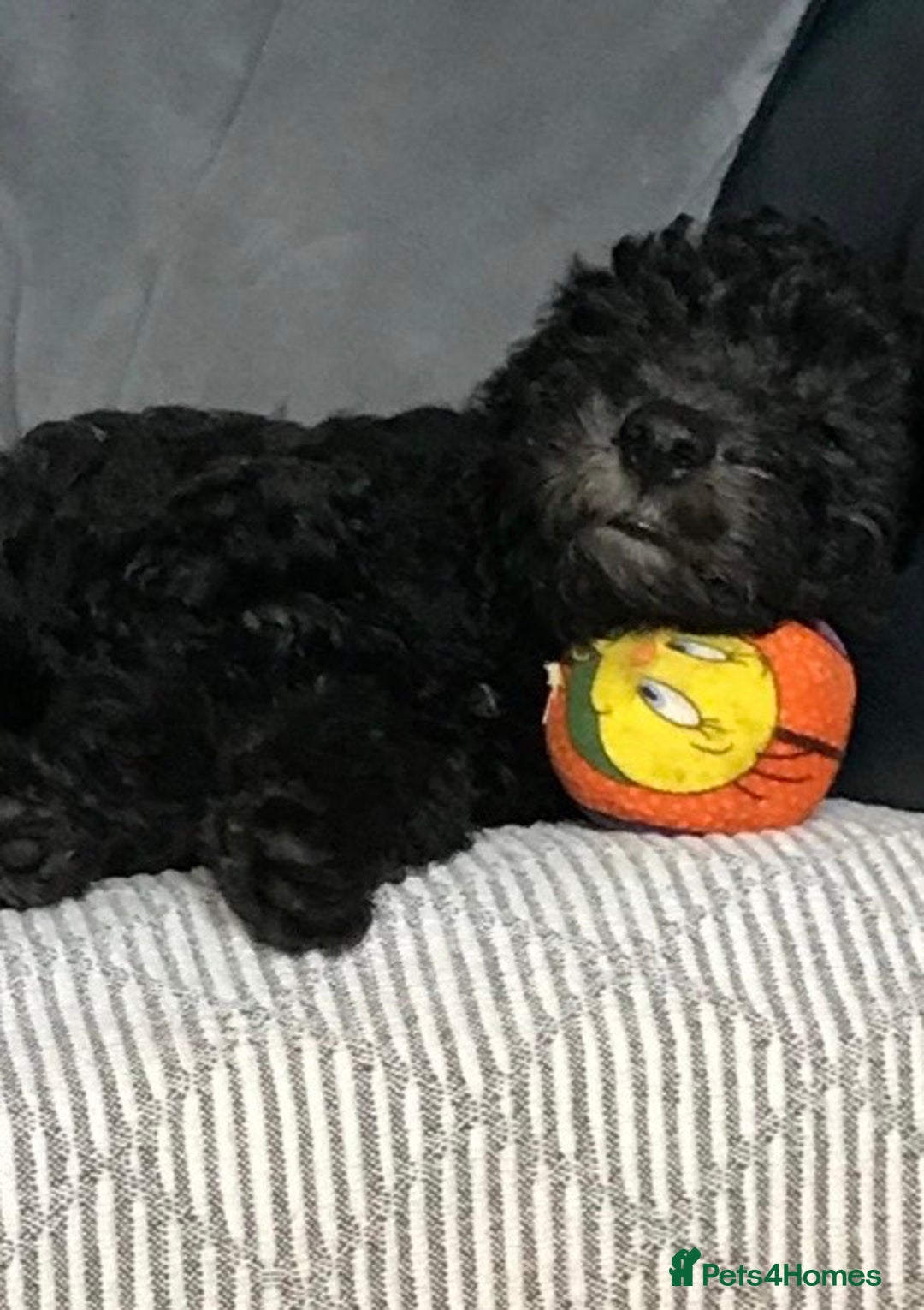 Mixed Breed dogs for sale: COCKERPOO/BEDLINGTON GIRL PUPPY!!!❤️ - Advert 6