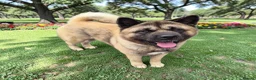 Akita dogs for sale: 🐾 Proven Male Akita Excellent Stud Opportunity 🐾 - Advert 3