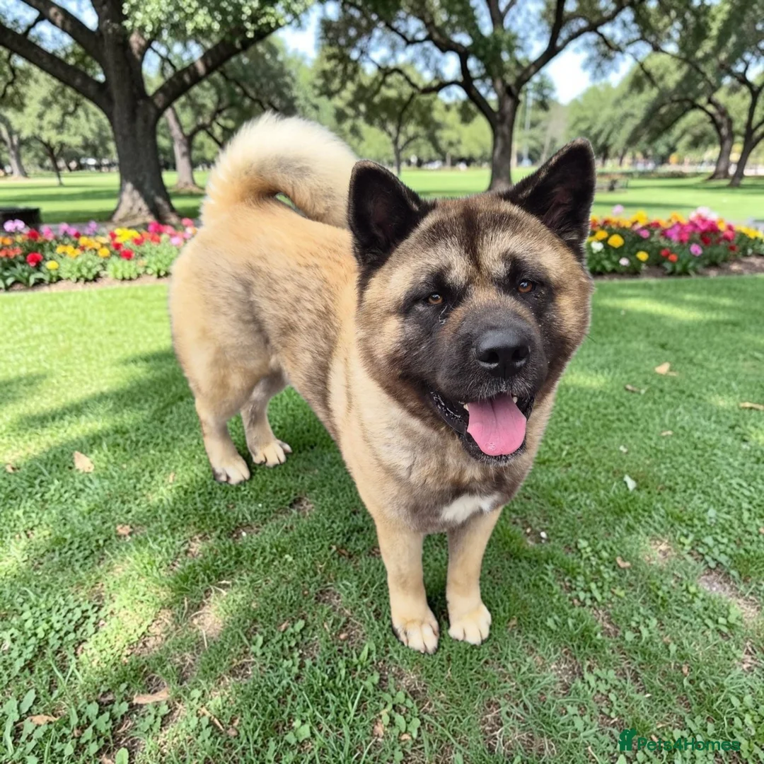 Akita dogs for sale: 🐾 Proven Male Akita Excellent Stud Opportunity 🐾 - Advert 3