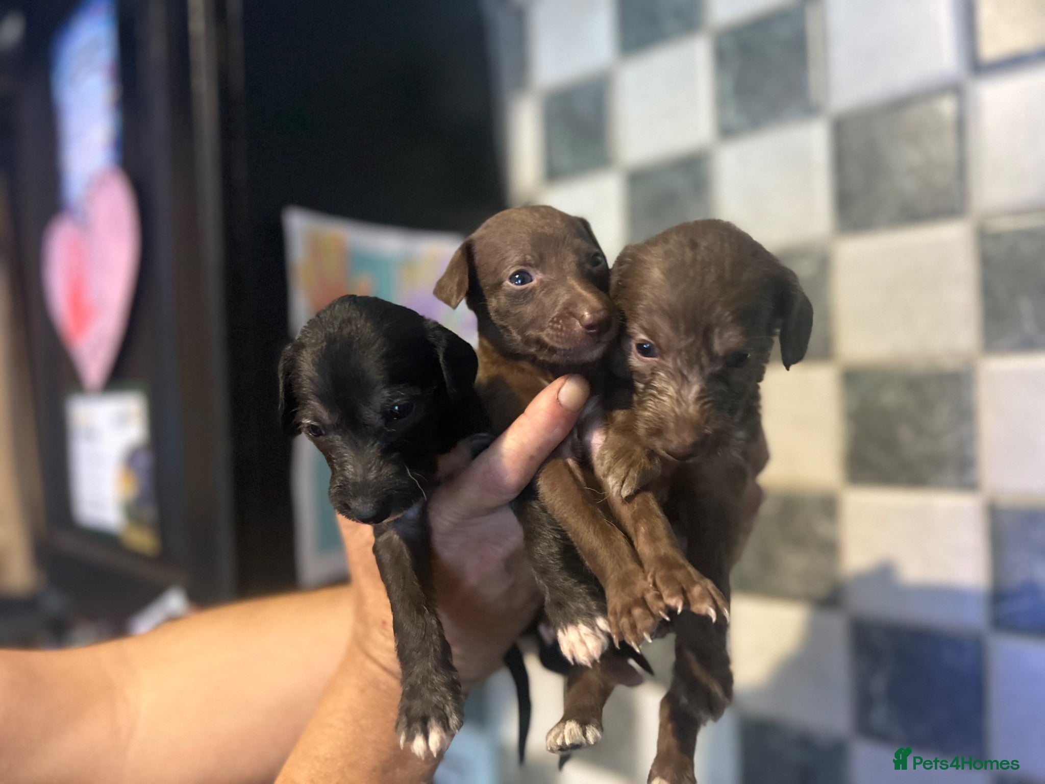 Mixed Breed dogs for sale: 11 gorgeous bedlington whippet pups  - Advert 14