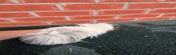 Guinea Pig rodents for sale: Guinea pigs for a new home - Advert 5