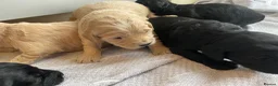 Goldendoodle dogs for sale: F1 golden doodles mini  in Basingstoke - Advert 4