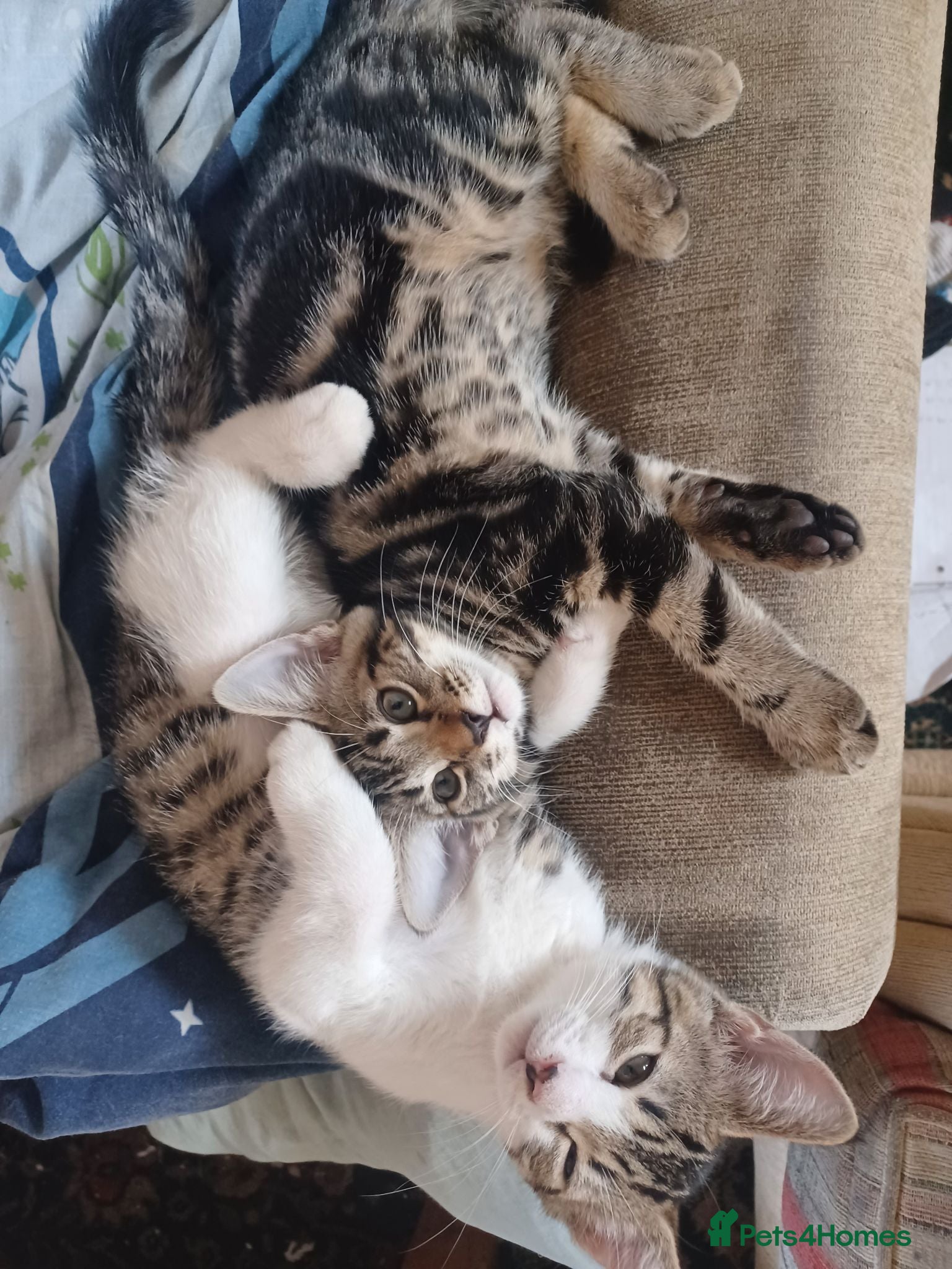 Mixed Breed cats Gorgeous Toyger Tabbies for Sale  - Advert 2