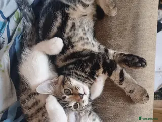 Mixed Breed cats Gorgeous Toyger Tabbies for Sale - Advert 2