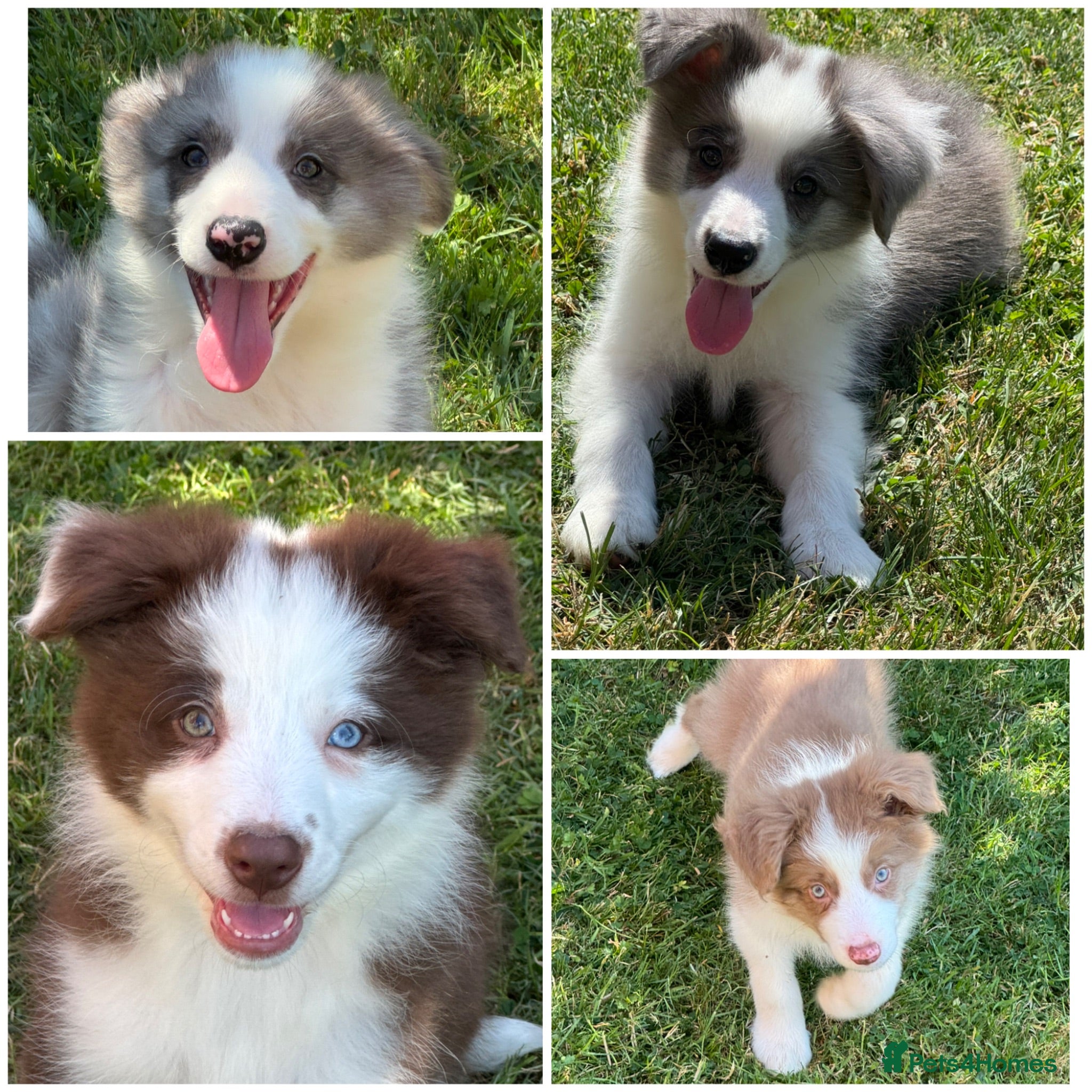 Border Collie dogs KC Registered, Health tested, Fully Vaccinated  - Advert 1