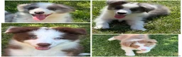 Border Collie dogs for sale: KC Registered, Health tested, Fully Vaccinated  - Advert 1
