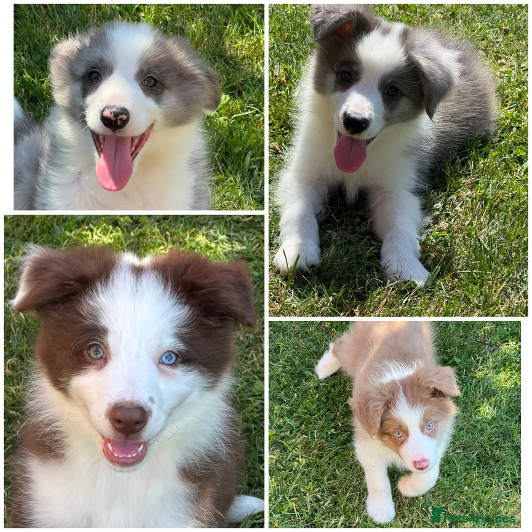 Border Collie dogs for sale: KC Registered, Health tested, Fully Vaccinated  - Advert 1