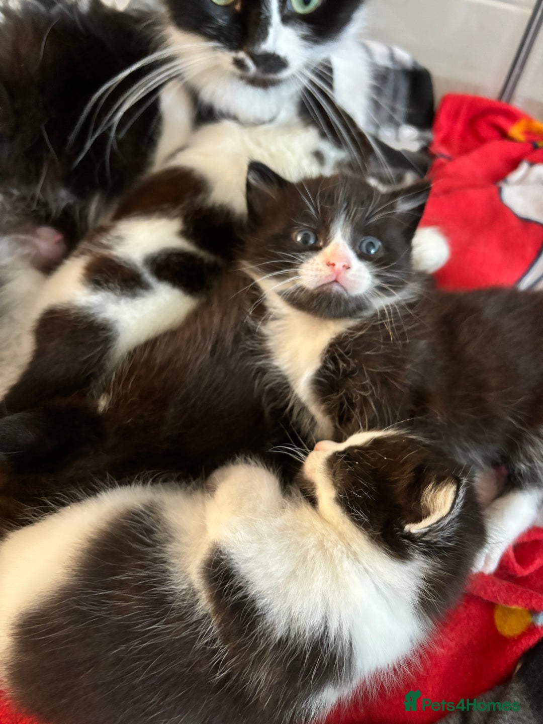 Mixed Breed cats for sale: 3 beautiful kittens available Friday  - Image 4