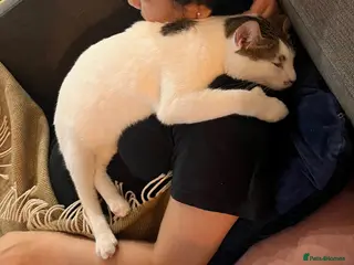 Mixed Breed cats ANAKIN -HAPPY WITH DOG - CUDDLY- NEUTERED - - Advert 2