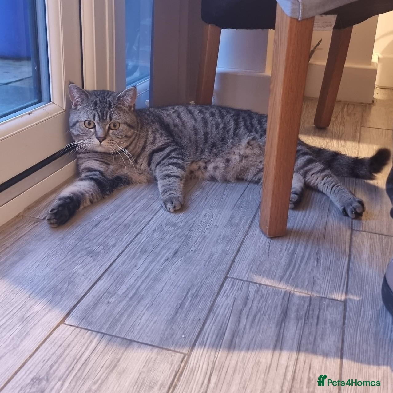 British Shorthair cats Active blood group B Male - Advert 1