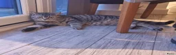 British Shorthair cats for sale: Active blood group B Male - Advert 1