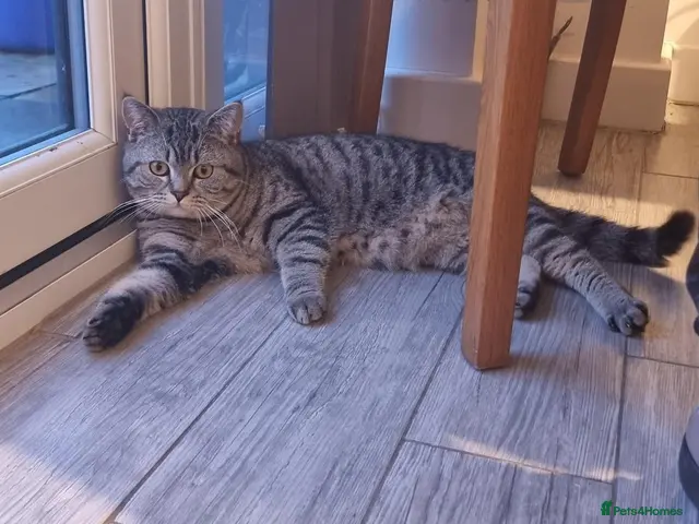 British Shorthair cats Active blood group B Male - Advert 1