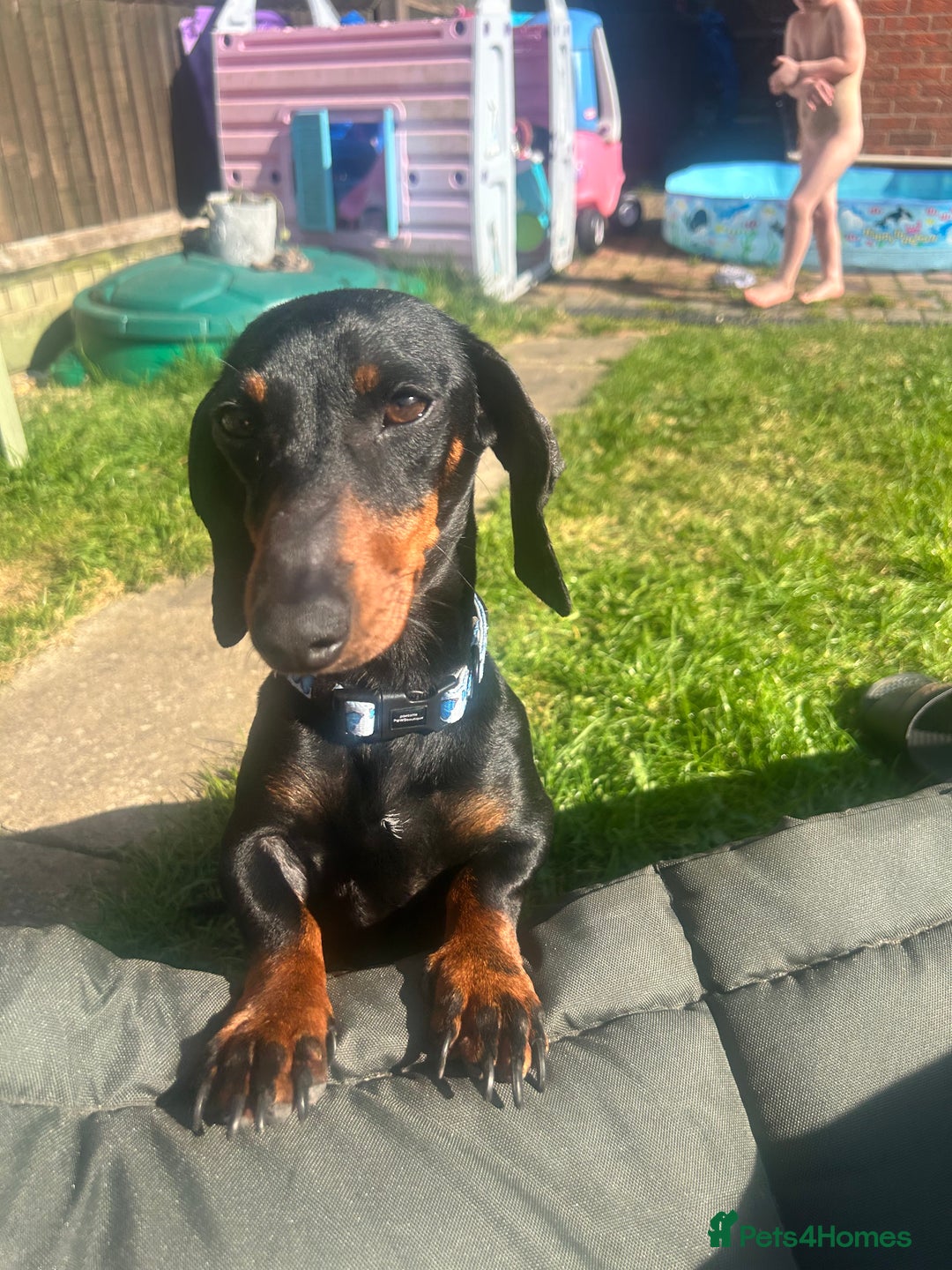 Miniature Dachshund dogs for sale: Black & tan mini dachshund  in Huntingdon - Image 6
